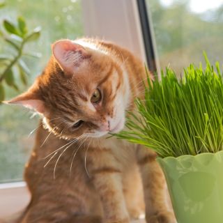 Trawa dla kotów - Zielony pokarm