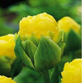Tulipan lodowy - Beauty of Apeldorn - 5 szt.