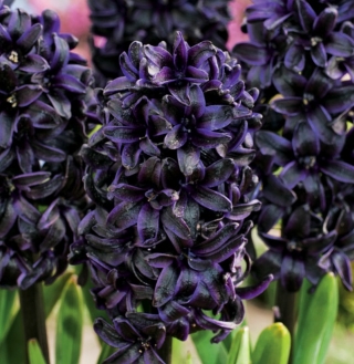 Hyacinth Dark Dimension - black - large package! - 10 pcs