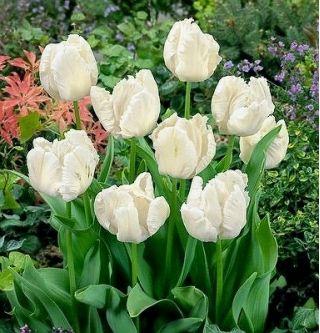 Tulipan White Parrot - opak. 5 szt.