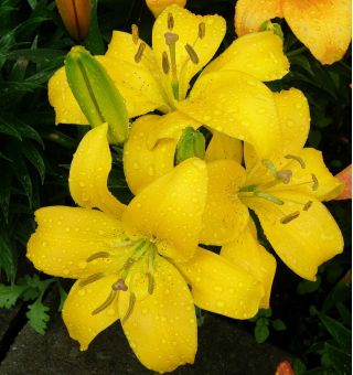 Lilia azjatycka żółta - Yellow
