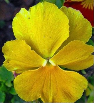 Bratek wielkokwiatowy - żółty Goldgelb, Coronation Gelb