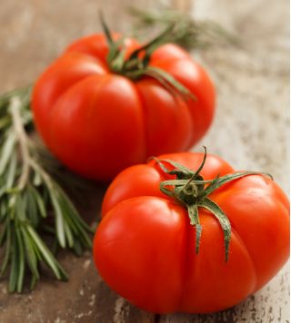 Pomidor Tukan F1 - szklarniowy