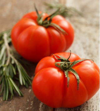 Pomidor Tukan F1 - szklarniowy - większe opakowanie