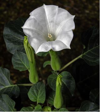 Bieluń surmikwiat – biały