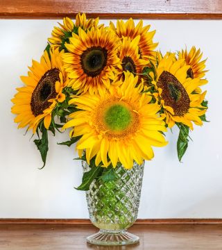Słonecznik średnio-wysoki na kwiat cięty mieszanka