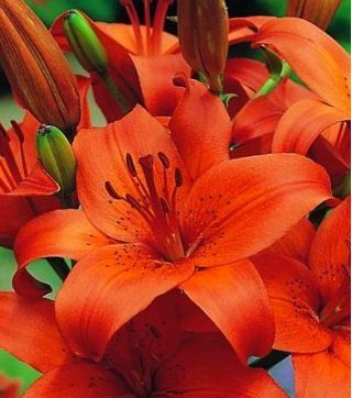 Lilia azjatycka pomarańczowa - Orange