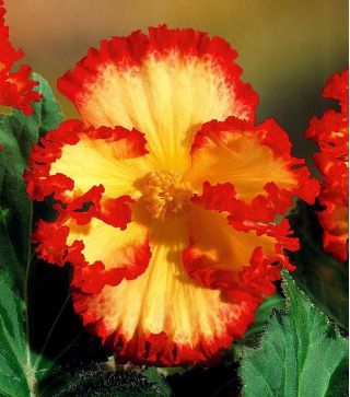 Begonia - Marginata Yellow - żółto-czerwona - 2 szt.