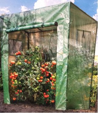 Szklarnia do pomidorów - 200 x 198 x 78 cm