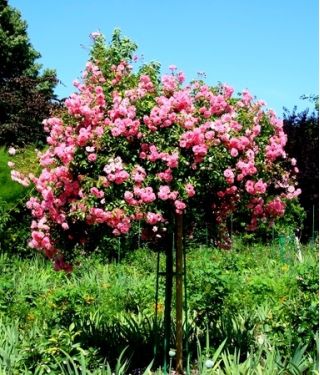 Róża pienna różowa - sadzonka