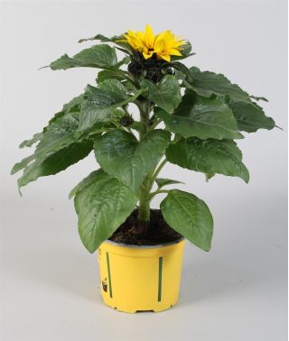 Słonecznik w doniczce - sadzonka 25 cm