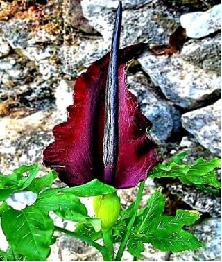 Smocza lilia - Dracunculus vulgaris