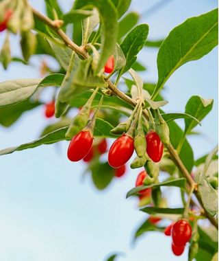 Jagody goji - Kolcowój Sweet Berry - supersłodkie owoce - sadzonka