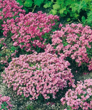 Gęsiówka kaukaska różowa