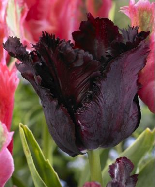 Tulipan Black Parrot opak. 5 szt.