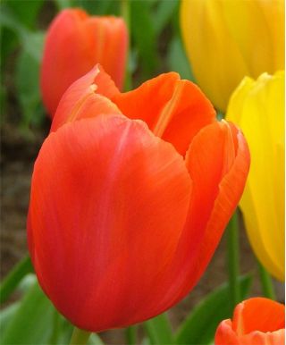 Tulipan pomarańczowy - Orange - 5 szt.
