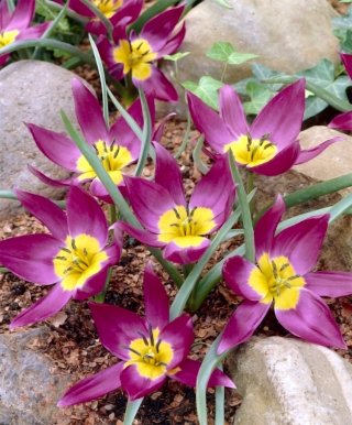 Tulipan botaniczny - Eastern Star - duża paczka! - 50 szt.
