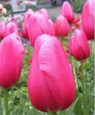 Tulipan różowy - Rose - 5 szt.