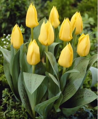 Tulipan niski żółty - Greigii yellow - GIGA paczka! - 250 szt.