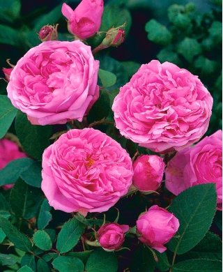 Róża parkowa różowa - sadzonka