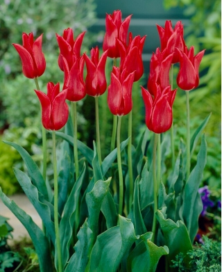 Tulipan liliokształtny czerwony - Lilyflowering red - GIGA paczka! - 250 szt.