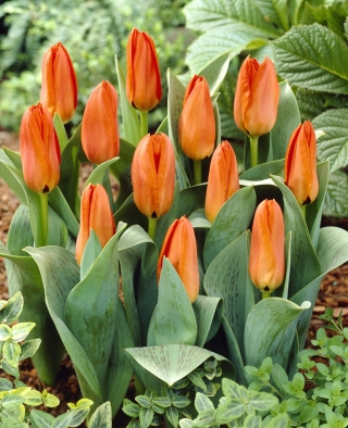 Tulipan niski pomarańczowy - Greigii orange - GIGA paczka! - 250 szt.