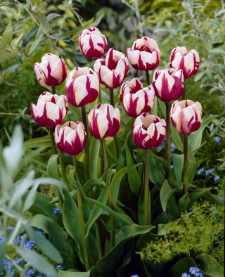 Tulipan Rems Favourite - duża paczka! - 50 szt.