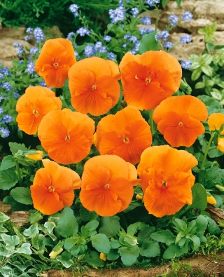 Bratek wielkokwiatowy - pomarańczowy Orange Sun