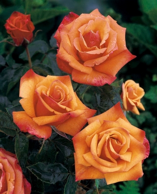 Róża rabatowa żółto-pomarańczowa - sadzonka