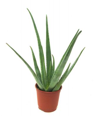 Aloes w doniczce - Aloe vera - sadzonka 35 cm