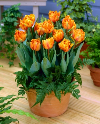 Tulipan Orange Princess - 5 szt.