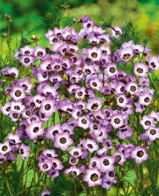 Gilia tricolor Bird’s eyes