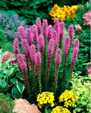 Liatra kłosowa purpurowa - Liatris Spicata Purple - GIGA paczka! - 500 szt.