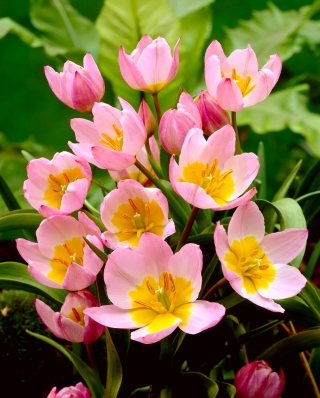 Tulipan botaniczny - Lilac Wonder - 5 szt.