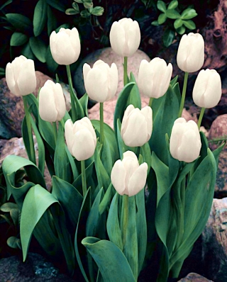 Tulipan White Dream - GIGA paczka! - 250 szt.