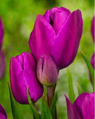 Tulipan Purple Bouquet - opak. 5 szt.