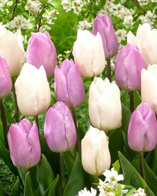 Tulipan Candy Prince + White Prince - zestaw 2 odmian - 50 szt.