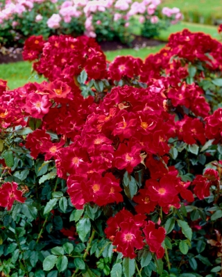 Róża okrywowa bordowa - sadzonka