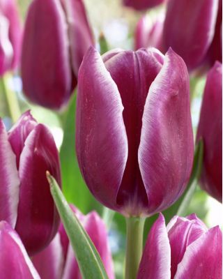 Tulipan Arabian Mystery - opak. 5 szt.