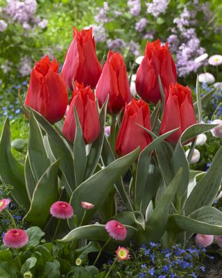 Tulipan niski czerwony - Greigii red - 5 szt.