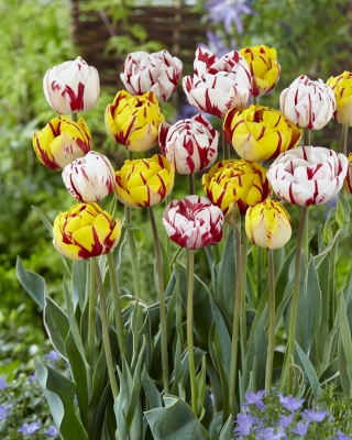 Ogrodowa awangarda - zestaw 2 odmian tulipanów - 40 szt.