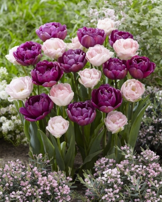 Nuta tajemnicy - zestaw tulipanów pełnych w odcieniu jasnoróżowym i fioletowym - 40 szt.