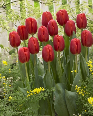 Tulipan czerwony - Red - duża paczka! - 50 szt.