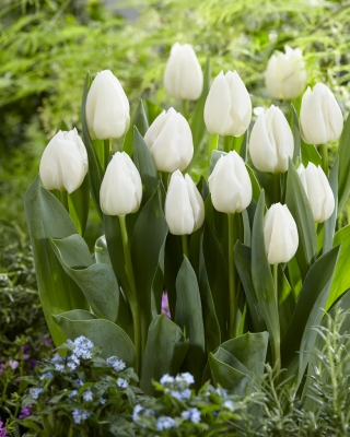 Tulipan White Prince - opak. 5 szt.