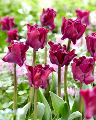 Tulipan Negrita Crown - 5 szt.