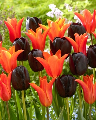 Zestaw 2 odmian tulipanów w kolorze pomarańczowym i bordowofioletowym - 50 szt.