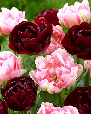 Zestaw 2 odmian tulipanów w kolorze bordowym i bladoróżowym - 50 szt.