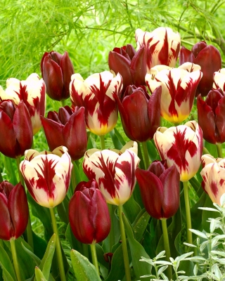 Tulipan Grand Perfection + National Velvet - zestaw 2 odmian - 50 szt.