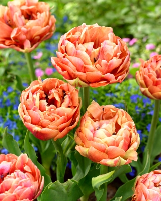 Tulipan Copper Image - duża paczka! - 50 szt.