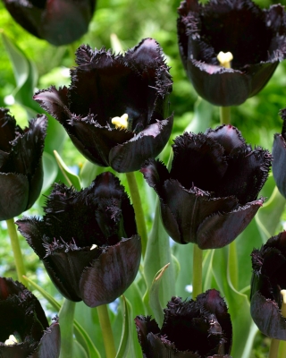 Tulipan Fringed Black - duża paczka! - 50 szt.